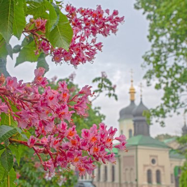 Kyiv botanik bahçesinde çiçek açan pembe kestane ağacı ve kilise