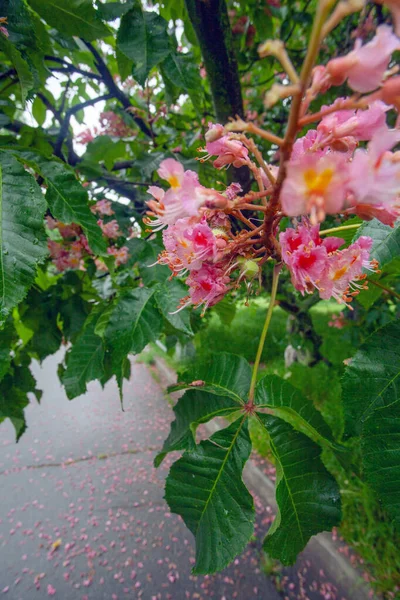 Ροζ Λουλούδια Στην Ανθισμένη Καστανιά Στον Βοτανικό Κήπο Του Κιέβου — Φωτογραφία Αρχείου
