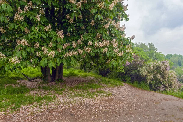 Beautiful Blossoming Chestnut Tree Kyiv Botanical Garden — Stock Photo, Image