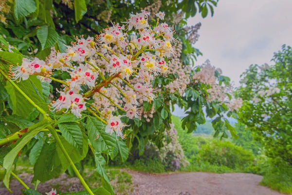 Piękne Kwitnące Drzewo Kasztanowe Kijowskim Ogrodzie Botanicznym — Zdjęcie stockowe