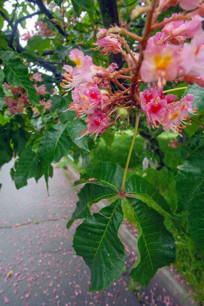Rosafarbene Blumen Auf Blühenden Kastanienbäumen Botanischen Garten Von Kiew — Stockfoto