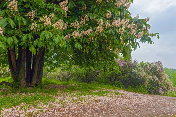 Schöne Blühende Kastanie Botanischen Garten Von Kiew — Stockfoto