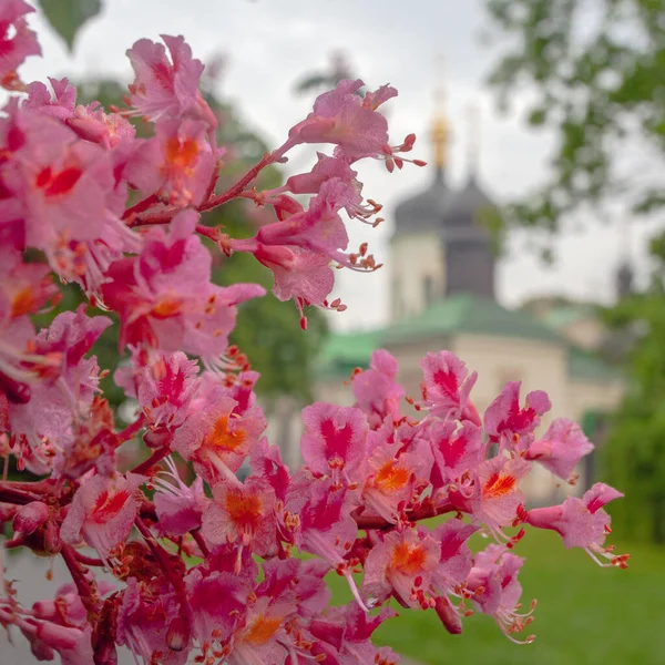 Цветущий Розовый Каштан Церковь Киевском Ботаническом Саду — стоковое фото