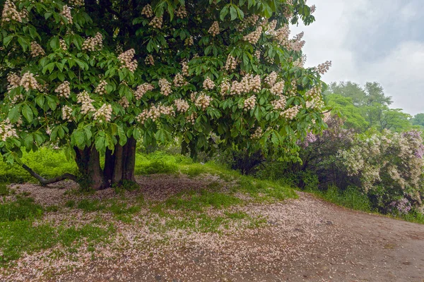 Beautiful Blossoming Chestnut Tree Kyiv Botanical Garden — Stock Photo, Image