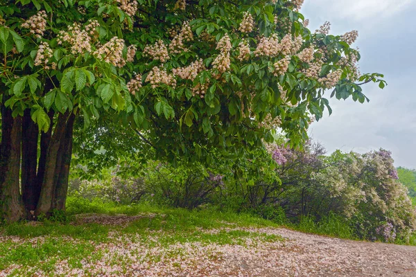 Gyönyörű Virágzó Gesztenyefa Kijevben Botanikus Kert — Stock Fotó