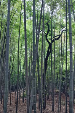 Zhuji şehrinin merkezindeki şehir parkında bambu ormanı, Zhejiang, Çin