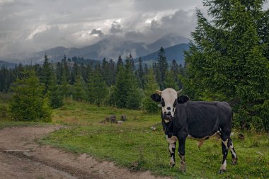 Ukrayna 'nın Karpat dağlarındaki çayırlarda otlayan inek.