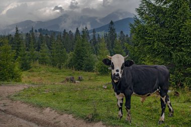 Ukrayna 'nın Karpat dağlarındaki çayırlarda otlayan inek.