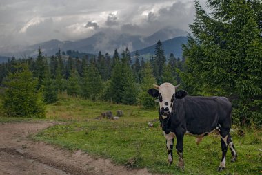 Ukrayna 'nın Karpat dağlarındaki çayırlarda otlayan inek.