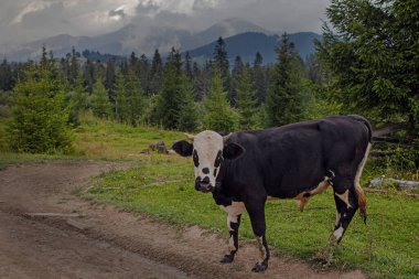 Ukrayna 'nın Karpat dağlarındaki çayırlarda otlayan inek.