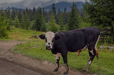 Ukrayna 'nın Karpat dağlarındaki çayırlarda otlayan inek.