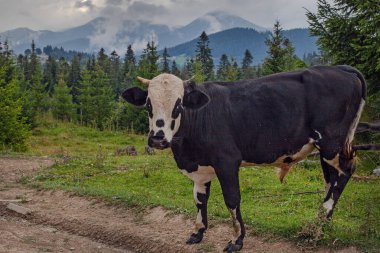Ukrayna 'nın Karpat dağlarındaki çayırlarda otlayan inek.