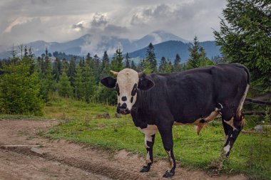 Ukrayna 'nın Karpat dağlarındaki çayırlarda otlayan inek.