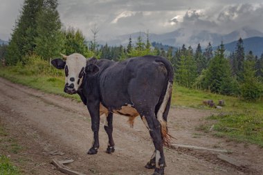 Ukrayna 'nın Karpat dağlarındaki çayırlarda otlayan inek.
