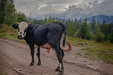 Ukrayna 'nın Karpat dağlarındaki çayırlarda otlayan inek.