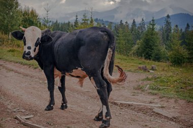 Ukrayna 'nın Karpat dağlarındaki çayırlarda otlayan inek.
