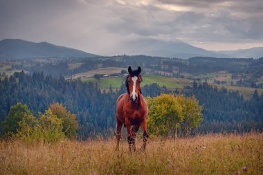 Güzel Karpat Dağları 'ndaki çayırdaki at