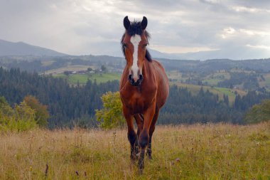 Horse on the meadow in beautiful carpathian mountains clipart