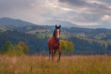 Güzel Karpat Dağları 'ndaki çayırdaki at