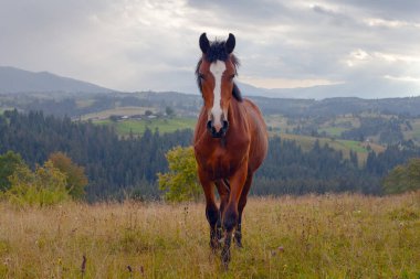 Güzel Karpat Dağları 'ndaki çayırdaki at