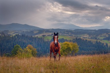 Güzel Karpat Dağları 'ndaki çayırdaki at