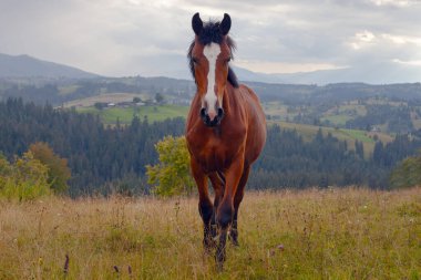 Güzel Karpat Dağları 'ndaki çayırdaki at