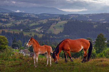 Karpat dağlarında at ve tay otluyor, Ukrayna