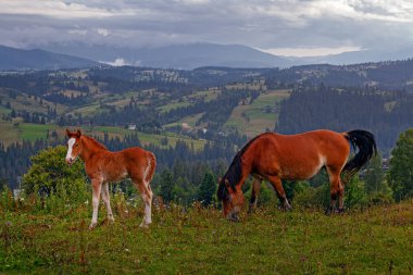 Karpat dağlarında at ve tay otluyor, Ukrayna