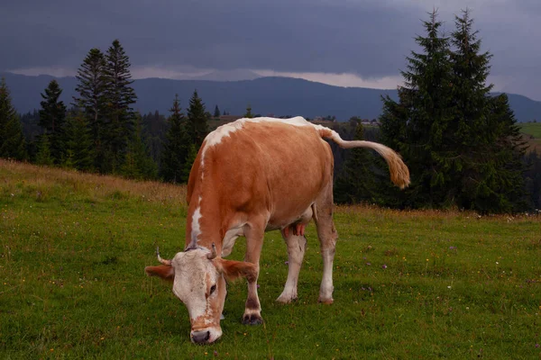 Vaca Pastando Prado Las Montañas Cárpatos Ucrania — Foto de Stock