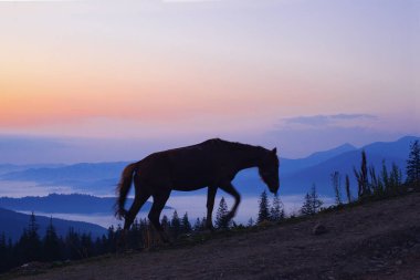 Güneş doğmadan önce at otlaması, Ukrayna Karpatları 'nın dağlarında güzel bir dağ.