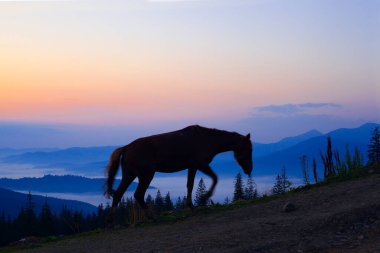 Güneş doğmadan önce at otlaması, Ukrayna Karpatları 'nın dağlarında güzel bir dağ.