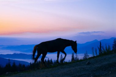 Güneş doğmadan önce at otlaması, Ukrayna Karpatları 'nın dağlarında güzel bir dağ.