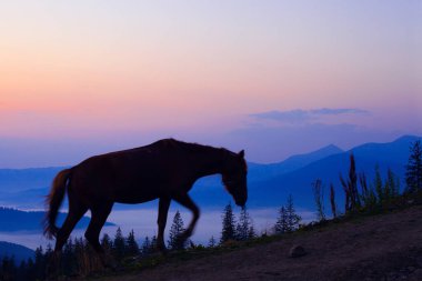 Güneş doğmadan önce at otlaması, Ukrayna Karpatları 'nın dağlarında güzel bir dağ.