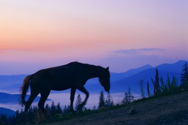 Güneş doğmadan önce at otlaması, Ukrayna Karpatları 'nın dağlarında güzel bir dağ.