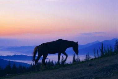 Güneş doğmadan önce at otlaması, Ukrayna Karpatları 'nın dağlarında güzel bir dağ.