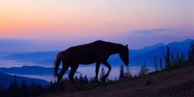 Güneş doğmadan önce at otlaması, Ukrayna Karpatları 'nın dağlarında güzel bir dağ.