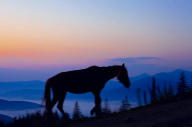Güneş doğmadan önce at otlaması, Ukrayna Karpatları 'nın dağlarında güzel bir dağ.