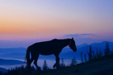 Güneş doğmadan önce at otlaması, Ukrayna Karpatları 'nın dağlarında güzel bir dağ.