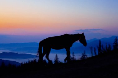 Güneş doğmadan önce at otlaması, Ukrayna Karpatları 'nın dağlarında güzel bir dağ.