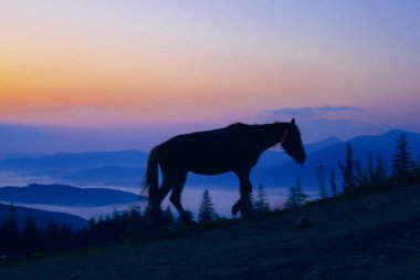Güneş doğmadan önce at otlaması, Ukrayna Karpatları 'nın dağlarında güzel bir dağ.