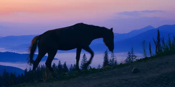 Лошади Пасутся Перед Восходом Солнца Красивые Горы Украинских Карпатах — стоковое фото