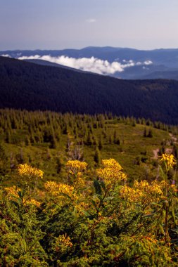 Sarı çiçekler ve Ukrayna 'nın Hoverla Dağı çevresindeki güzel katpatya dağları.