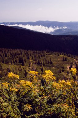 Sarı çiçekler ve Ukrayna 'nın Hoverla Dağı çevresindeki güzel katpatya dağları.