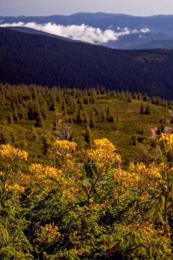 Sarı çiçekler ve Ukrayna 'nın Hoverla Dağı çevresindeki güzel katpatya dağları.