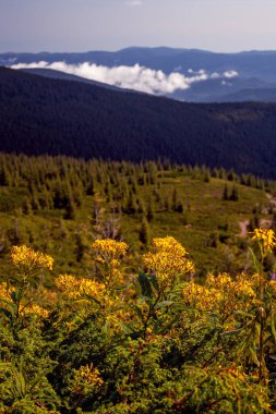 Sarı çiçekler ve Ukrayna 'nın Hoverla Dağı çevresindeki güzel katpatya dağları.