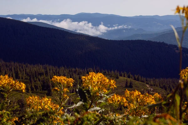 Gelbe Blumen Und Wunderschöne Landschaft Der Katpathischen Berge Rund Das — Stockfoto