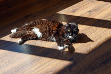 Kedi sabah güneşinde yerde. 