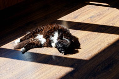 Kedi sabah güneşinde yerde. 