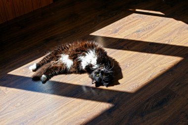 Kedi sabah güneşinde yerde. 