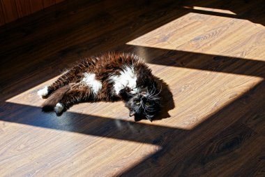 Kedi sabah güneşinde yerde. 